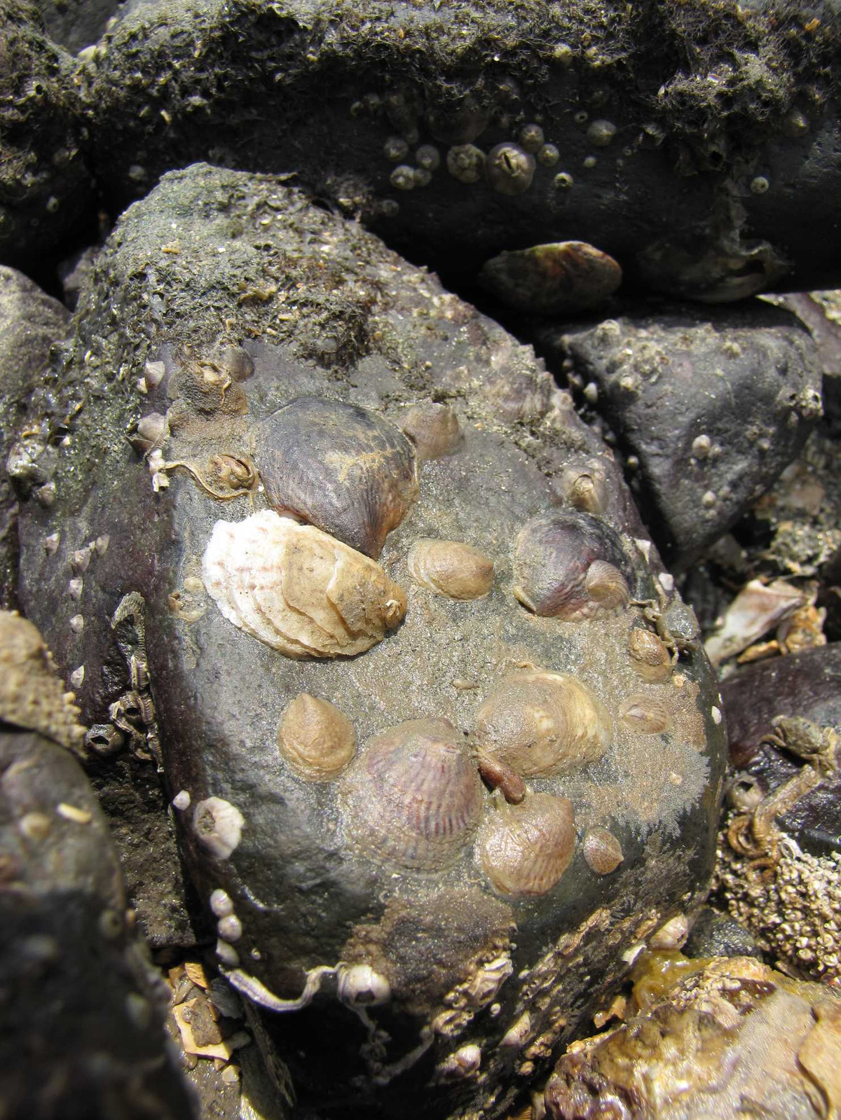 Loài ốc sên biển kỳ lạ này sống dưới những vỉa đá ở vùng gian triều dọc bờ biển. Thức ăn của chúng là sinh vật phù du và các hạt trong nước. Chúng tập trung thành từng nhóm. Mỗi nhóm gồm con cái lớn và một hoặc hai con đực nhỏ hơn bám trên lớp vỏ con cái. Ốc sên biển là động vật chỉ cư trú ở một chỗ và có tầm nhìn kém.