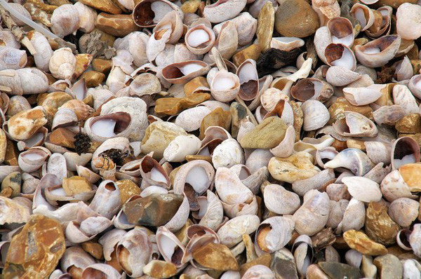 Loài sinh vật nhỏ bé này ra đời với giới tính đực nhưng đến một thời điểm chúng sẽ tự biến thành con cái bằng cách chạm vào cơ thể một con khác. Chính sự tiếp xúc cơ thể là tác nhân dẫn đến thay đổi phức tạp ở loài ốc sên biển nhiệt đới này