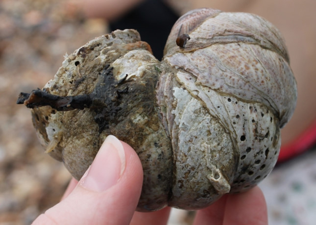 Các nhà khoa học phát hiện loài ốc sên biển, còn có tên khoa học là Crepidula marginalis, ra đời với cơ quan sinh dục nam và đến một thời điểm nhất định chúng sẽ biến thành những con cái. Cách thức động vật chuyển giới gây nhiều bất ngờ cho các nhà khoa học.