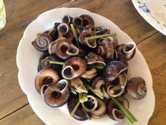 Ốc núi Bà Đen chỉ sinh sống trong các hang hốc đá, rất khó phát hiện. Vào mùa mưa, ốc mới bò ra kiếm ăn và sinh sản. Buổi sáng, ốc mò ra khỏi hang đi ăn lá rừng. Thức ăn của loài ốc này là các loại rong rêu, lá những loại thảo dược mọc hoang trên núi như cây mã tiền, lá vong núi, đặc biệt là loại thuốc quý tên gọi dân gian là lá Nàng Hai.