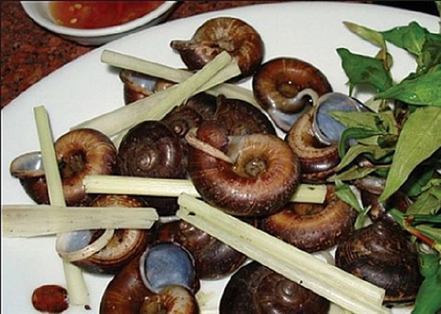 Ốc núi Bà sinh sản chậm, kén môi trường sống, nên thường chọn những nơi có điều kiện sống tương tự nhau. Điều này giúp kẻ đi săn dễ nắm được tâm lý tìm đến nơi bắt cả ổ. Chính vì vậy, loài ốc quý hiếm này đang có nguy cơ tuyệt chủng cao do khai thác quá mức.