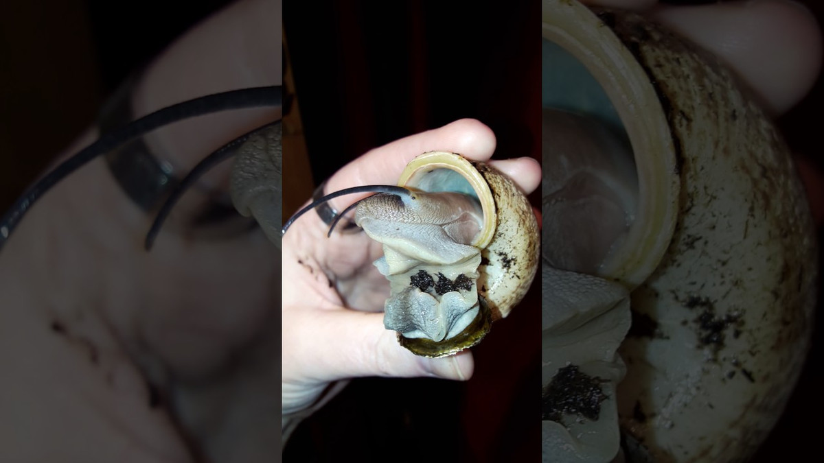 Theo quan niệm dân gian trong vùng, ốc núi Bà được xem là con vật linh thiêng, huyền bí gắn liền với giai thoại núi Bà Đen. Người dân xung quanh núi vẫn luôn tin rằng, loài ốc bé nhỏ, có hình thù như đồng tiền có hình xoắn ốc trên lưng là lộc của núi Bà Đen cho nhân dân bớt bệnh tật, đau ốm.