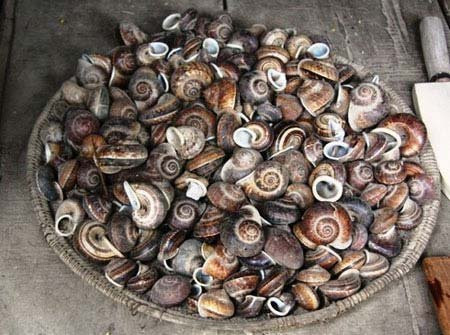 Ốc núi Bà Đen có độ dinh dưỡng cao và là một phương thuốc trị bệnh dưới dạng thực phẩm chức năng. Thức ăn của loài ốc núi Bà chủ yếu là thảo dược mọc hoang trên núi như cây mã tiền, lá vong núi, lá Nàng Hai, nên ốc mang đầy vị thuốc, rất ngon và bổ dưỡng, có thể trị các bệnh như phong thấp, đau khớp, dạ dày. Thịt ốc có mùi bùn, nhưng khi thưởng thức đến lần thứ hai, thứ ba, thực khách sẽ cảm thấy bị ghiền vì độ giòn, ngon và lạ của loại ốc này.