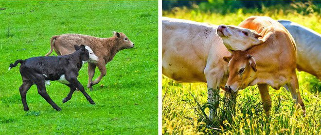 Nhung su that khien ban luon ngac nhien ve the gioi sinh vat-Hinh-5