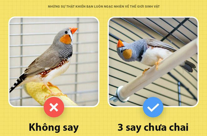 Nhung su that khien ban luon ngac nhien ve the gioi sinh vat-Hinh-6