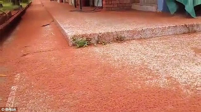 Nhung su that khien ban luon ngac nhien ve the gioi sinh vat-Hinh-4