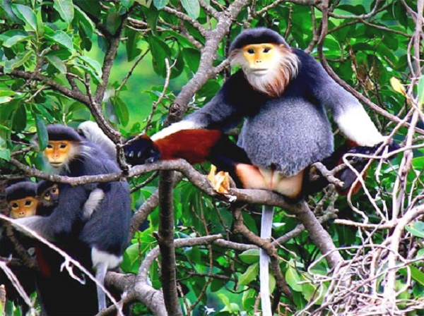 Trên khuôn mặt của con trưởng thành cái và đực đều có bộ râu trắng dài quanh mặt. Voọc chà vá chân nâu thường xuất hiện trong các khu rừng thường xanh mưa mùa nhiệt đới, rừng nửa rụng lá, đôi khi là rừng thứ sinh thường xanh, rừng núi đá vôi, hoặc rừng hỗn giao cây lá rộng và cây lá kim.