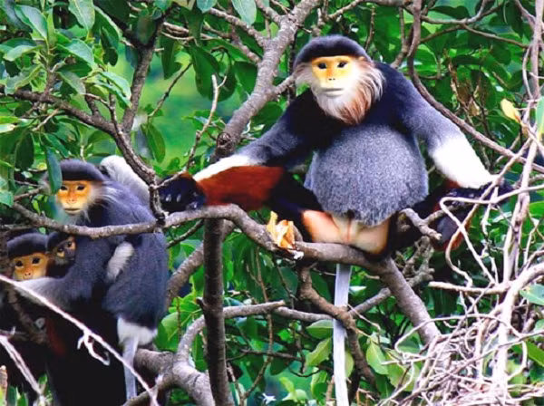 Trên khuôn mặt của con trưởng thành cái và đực đều có bộ râu trắng dài quanh mặt. Voọc chà vá chân nâu thường xuất hiện trong các khu rừng thường xanh mưa mùa nhiệt đới, rừng nửa rụng lá, đôi khi là rừng thứ sinh thường xanh, rừng núi đá vôi, hoặc rừng hỗn giao cây lá rộng và cây lá kim.