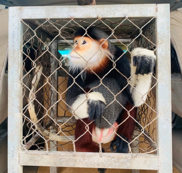 Cá thể voọc chà vá chân nâu này khả năng bị xổng chuồng chạy vào khu vực vườn thuộc địa bàn huyện Thạch Hà (tỉnh Hà Tĩnh) và được người dân phát hiện, bắt được.