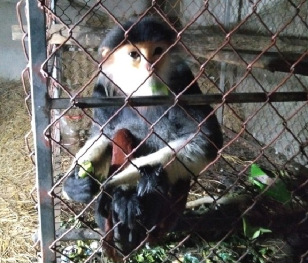 Biết đây là động vật quý hiếm, người dân đã chủ động liên hệ với chính quyền địa phương, Hạt Kiểm lâm huyện Thạch Hà tự nguyện giao nộp để thả về môi trường rừng tự nhiên.