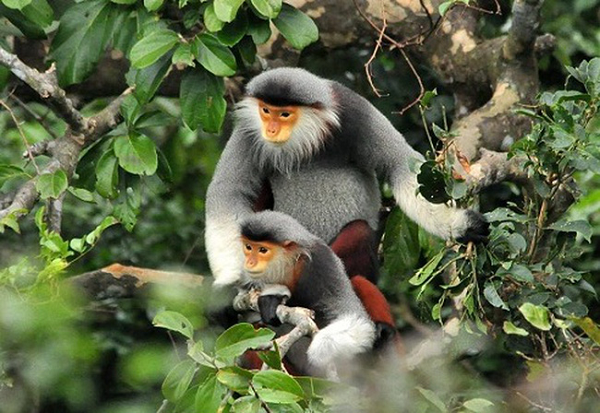 Voọc chà vá chân nâu thuộc nhóm khỉ ăn lá, nhưng thỉnh thoảng chúng vẫn ăn thêm quả hoặc hạt tùy theo mùa khác nhau. Các nghiên cứu tại bán đảo Sơn Trà ghi nhận, Voọc ăn hơn hơn 87% là lá, trong đó hơn 66% là lá non. Quả và hạt chiếm 10.2% tổng thành phần thức ăn.