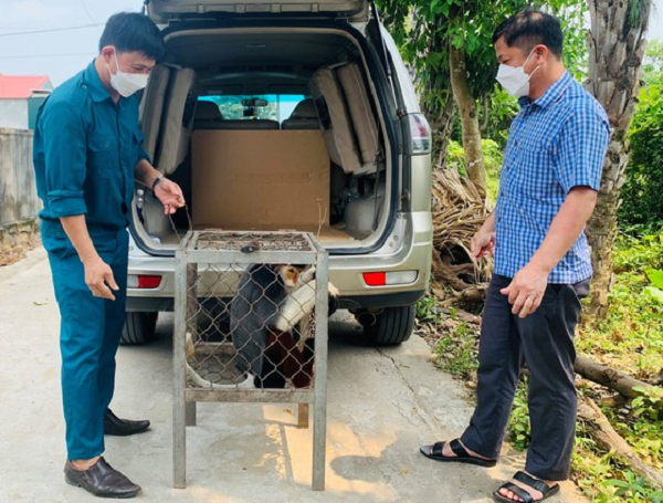 Voọc chà vá chân nâu thường được mệnh danh là Nữ Hoàng Linh Trưởng với bộ lông nhiều màu sắc sặc sỡ gồm Vàng, Nâu hoặc nâu đỏ, Cam, Xám, và đen, và trắng.