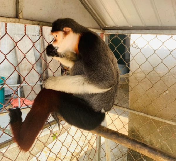 Hạt kiểm lâm huyện Thạch Hà đã tiến hành bàn giao cá thể voọc chà vá chân nâu cho vườn quốc gia Vũ Quang. Sau khi tiếp nhận, Vườn quốc gia Vũ Quang sẽ chăm sóc, theo dõi tình trạng sức khỏe và thả về môi trường rừng tự nhiên.