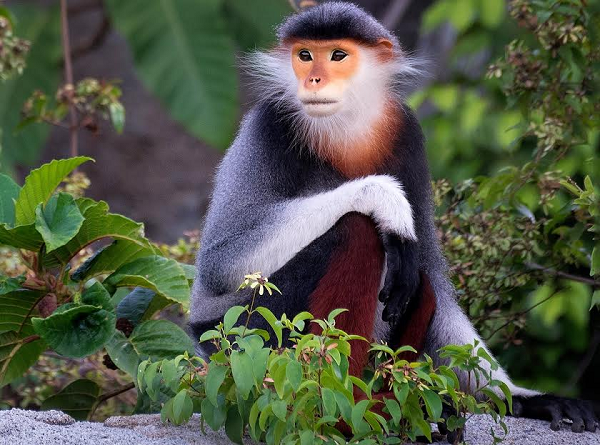 Đặc biệt, ở phía mông có mảng trắng hình tam giác kéo dài đến mút đuôi. Giữa con đực và con cái có thể phân biệt dựa vào túm lông trắng kéo dài ra ở 2 góc nhọn của tam giác ở con đực trưởng thành, con cái thì không có 2 túm lông dài này.