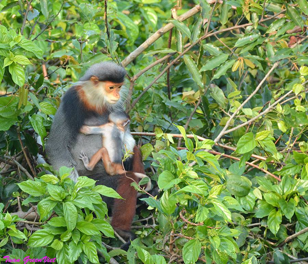 Tuy nhiên, tại bán đảo Sơn Trà, có vài gia đình nhà Voọc chà vá chân nâu di chuyển xuống sát những tảng đá ở mép biển để tìm kiếm thức ăn. Điều đó cho thấy, ở mỗi điều kiện sinh sống khác nhau, tuy cùng một loài nhưng chúng sẽ có các cách thích nghi với môi trường sống khác nhau và hình thành những tập tính khác nhau.