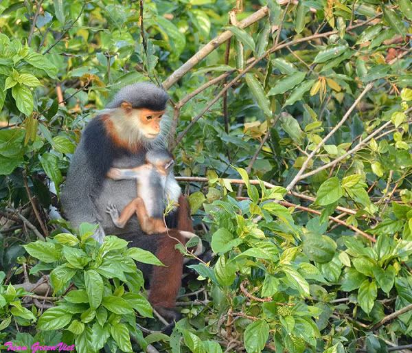 Tuy nhiên, tại bán đảo Sơn Trà, có vài gia đình nhà Voọc chà vá chân nâu di chuyển xuống sát những tảng đá ở mép biển để tìm kiếm thức ăn. Điều đó cho thấy, ở mỗi điều kiện sinh sống khác nhau, tuy cùng một loài nhưng chúng sẽ có các cách thích nghi với môi trường sống khác nhau và hình thành những tập tính khác nhau.