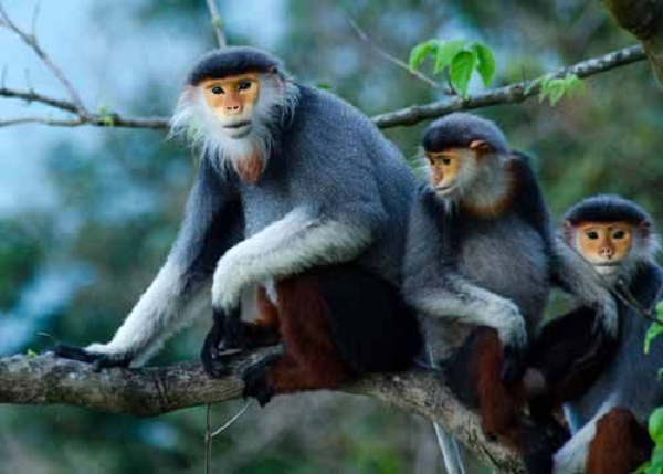 Chúng thường chỉ sinh sống, di chuyển trên các tầng tán cây trong rừng nhưng thỉnh thoảng chúng vẫn đi xuống đất để uống nước hoặc ăn đất để bổ sung thêm chất khoáng. Xét theo đai độ cao phân bố so với mực nước biển, loài này thường được ghi nhận ở độ cao trên 1.300m.