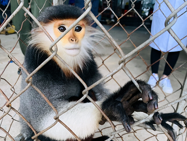Đỉnh đầu gần trán có vạt lông màu đen, từ vai đến 2 cánh tay, bàn tay, bàn chân màu đen, mặt có màu vàng sáng, ngực và 2 bên bẹn có viền màu cam, còn lại toàn thân và cánh tay có màu xám, riêng 2 cẳng chân có màu nâu đỏ.