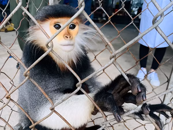 Đỉnh đầu gần trán có vạt lông màu đen, từ vai đến 2 cánh tay, bàn tay, bàn chân màu đen, mặt có màu vàng sáng, ngực và 2 bên bẹn có viền màu cam, còn lại toàn thân và cánh tay có màu xám, riêng 2 cẳng chân có màu nâu đỏ.