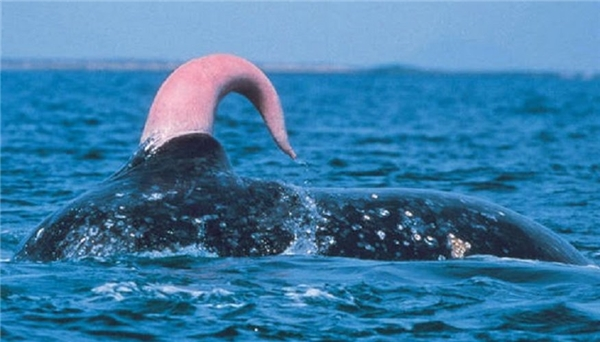 Trước đó, giả thuyết được đăng tải trên trang Archives of Natural History, cho rằng một số con cá voi tấm sừng hàm khổng lồ (Tên khoa học: Mysticeti) có dương vật dài tới 1,8m và đôi khi nhô lên khỏi mặt nước trong quá trình giao phối.