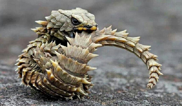 Kích thước nhỏ, ngoại hình khác biệt và phong thái điềm đạm của loài bò sát này đã khiến nó trở thành mặt hàng phổ biến trên thị trường vật nuôi, đặc biệt là tại các chợ đen, mặc dù việc buôn bán loài thằn lằn này bị coi là bất hợp pháp.