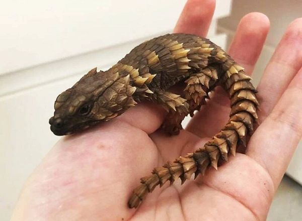 Hiện nay, chúng đã được Liên minh Bảo tồn Thiên nhiên Quốc tế (IUCN) xếp vào nhóm quần thể dễ bị tổn thương.