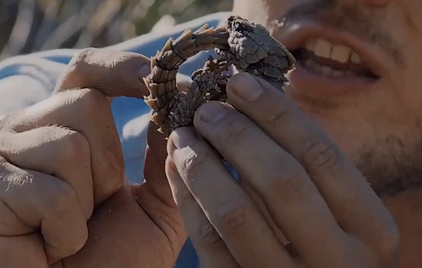 Cũng vì điểm yếu đó mà loài động vật kỳ lạ này đã phát triển một hình thức phòng vệ khác biệt không kém: cuộn mình thành một quả bóng khi bị đe dọa, chỉ để lộ bên ngoài giống như một chiếc xe bọc thép.