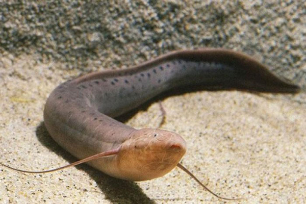 Khi mùa khô đến, những con cá này tích trữ rất nhiều nước trong phổi. Đến mùa thu, khi những giọt mưa đem đến những dòng nước mát, cá phổi sẽ thức tỉnh và tiếp tục cuộc sống của mình như bình thường.