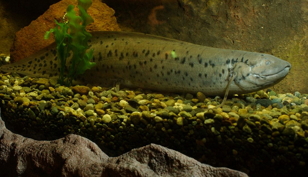 Ngày nay cá phổi không còn nhiều và tập trung chủ yếu tại châu Phi, Nam Mỹ và Australia. Trong điều kiện nuôi nhốt, cá phổi có thể sống thọ hơn rất nhiều.