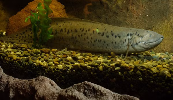 Ngày nay cá phổi không còn nhiều và tập trung chủ yếu tại châu Phi, Nam Mỹ và Australia. Trong điều kiện nuôi nhốt, cá phổi có thể sống thọ hơn rất nhiều.