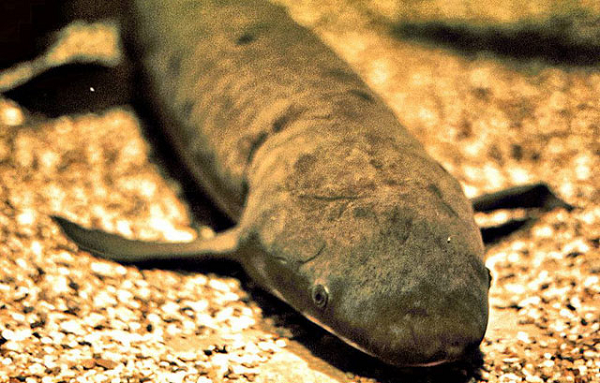 Sau khi chui xuống độ sâu nhất định, cá sẽ nằm im ở đó và tiết ra một chất nhờn phủ kín toàn bộ cơ thể của mình, ngoại trừ miệng. Lúc này, cá phổi không có thức ăn để ăn trong hang. Vì vậy, nó sẽ dần dần tiêu hóa cơ đuôi của chính mình để tồn tại.