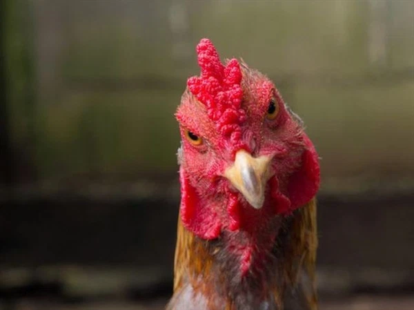 Theo quan niệm dân gian ở nhiều nước châu Á, "gà mái gáy" là biểu hiện của việc "âm dương hỗn loạn", là một dấu hiệu và điềm báo sắp có chuyện xấu xảy ra.