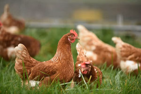 Ngoài ra, sau khi gà mái gáy, một số người ở nông thôn thường tìm cách bắt chúng lại, kiểm tra màu lưỡi để kiểm tra độ may rủi. Nếu lưỡi có màu đen, có thể trong nhà sẽ có người bệnh nặng hoặc sắp mất. Ngược lại nếu lưỡi màu trắng, cẩn thận tai nạn sông nước.