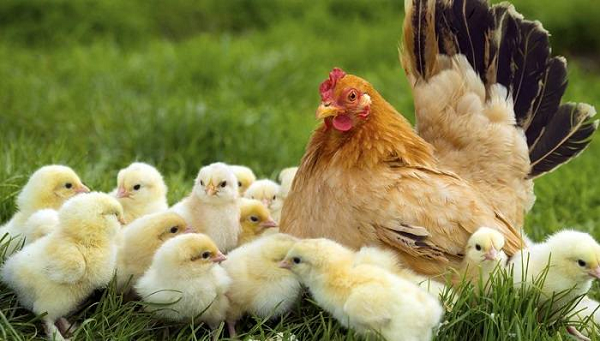 Tuy nhiên, theo góc nhìn khoa học, vấn đề được cho là nằm ở tốc độ sinh trưởng tương đối nhanh của loài gà. Gà mái có thể đẻ trứng và không bị giết thịt, còn gà trống thường bị làm thịt ngay sau đó không lâu. Điều này gây ra tình trạng thường không có gà trống trong một đàn gà.