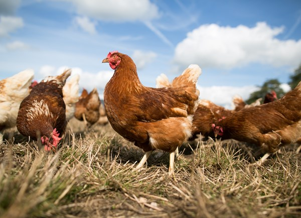 Và theo ghi nhận của nhiều người, tình trạng gà mái gáy thường xảy ra ở những đàn gà không có gà trống. Vào thời điểm này, một số con gà mái sẽ học các hành vi của gà trống, bao gồm cả tiếng gáy. Do đó, mục đích của việc "gà mái gáy" chính là muốn thiết lập lại vị trí của chúng trong đàn.