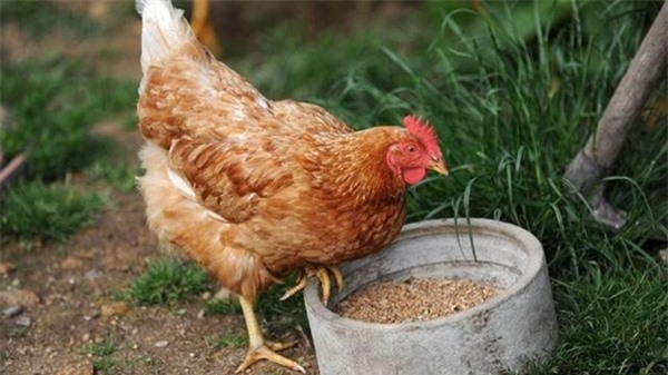 Gà mái gáy tiếng đứt quãng: Theo quan niệm dân gian, đây là điềm báo cho thấy sắp có tang sự từ hàng xóm. Hoặc đây cũng có thể là điềm báo cho biết những người xung quanh bạn sắp gặp nguy hiểm khó lường trước.