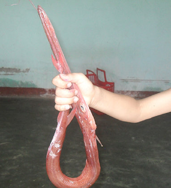 Cái tên chìa vôi được ngư dân đặt dựa trên hình dáng rất đặc biệt của miệng cá. Miệng cá có hình ống dài, phần đầu loe ra như cái bình vôi hay kèn trumpet.