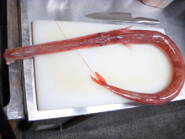 Chúng ưa thích sống ở độ sâu 18 - 57 m với thức ăn chủ yếu là các loài cá và tôm nhỏ và thời gian kiếm ăn chủ yếu vào lúc chạng vạng.