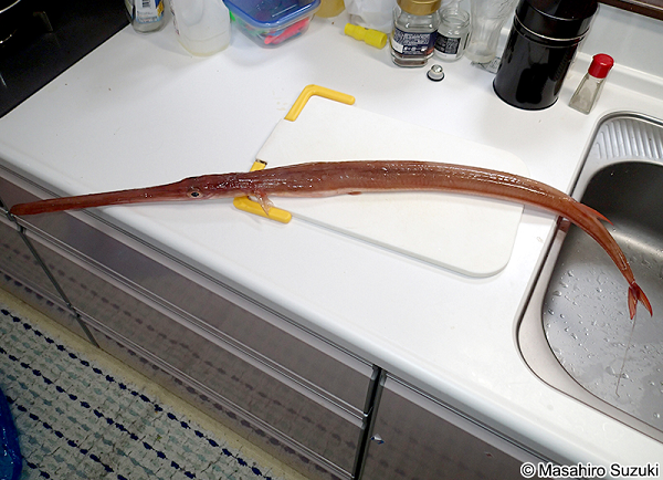 Cá chìa vôi là đặc sản quý và đang ngày càng khan hiếm. Chính vì vậy, giá thành của món ăn này cũng ngày một tăng cao. Cá chìa vôi được giới sành ăn săn đón với mức giá từ 1 - 1,3 triệu đồng.