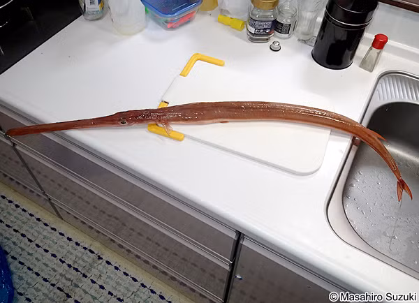 Cá chìa vôi là đặc sản quý và đang ngày càng khan hiếm. Chính vì vậy, giá thành của món ăn này cũng ngày một tăng cao. Cá chìa vôi được giới sành ăn săn đón với mức giá từ 1 - 1,3 triệu đồng.