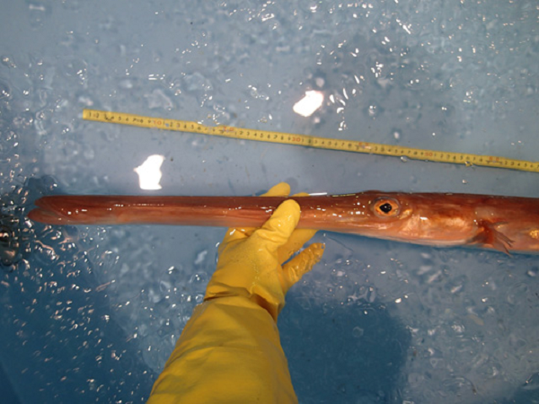 Dù thân dài nhưng cá chìa vôi bơi rất chậm. Chúng lượn lờ quanh các rạn san hô, chúc mõm xuống dưới đáy hoặc bất động, lắc lư theo làn nước để kiếm ăn. Với cái mỏ liền mang và miệng nhỏ, cá chìa vôi chỉ “hút” được những sinh vật nhỏ, phù du để làm thức ăn...