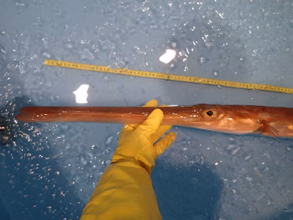 Dù thân dài nhưng cá chìa vôi bơi rất chậm. Chúng lượn lờ quanh các rạn san hô, chúc mõm xuống dưới đáy hoặc bất động, lắc lư theo làn nước để kiếm ăn. Với cái mỏ liền mang và miệng nhỏ, cá chìa vôi chỉ “hút” được những sinh vật nhỏ, phù du để làm thức ăn...