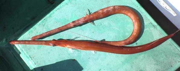 Cá chìa vôi còn gọi là hải long, được các thầy thuốc Việt Nam, Trung Quốc, Nhật Bản, Triều Tiên dùng làm thuốc. Theo đông y, hải long có vị ngọt, tính ấm, tác động vào các kinh mạch thuộc thận, có các tác dụng bổ thận, tráng dương... nên được dùng trong nhiều thang thuốc trị liệt dương, đau lưng, bổ thận và giúp phụ nữ dễ sinh nở.