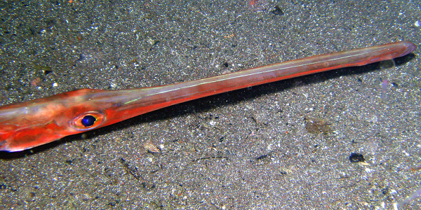 Thịt cá chìa vôi rất thơm ngon và là nguồn cung cấp nhiều chất đạm, ít chất béo, nhiều vitamin như niacin, B6 và khoáng chất như canxi, sắt... giúp tạo hồng cầu và kích hoạt hệ miễn nhiễm. Cá cũng chứa một lượng acid béo omega -3 đáng kể.