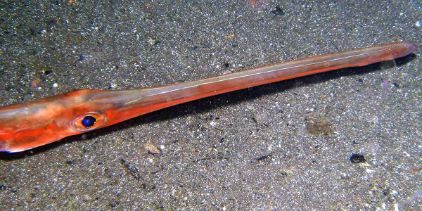 Thịt cá chìa vôi rất thơm ngon và là nguồn cung cấp nhiều chất đạm, ít chất béo, nhiều vitamin như niacin, B6 và khoáng chất như canxi, sắt... giúp tạo hồng cầu và kích hoạt hệ miễn nhiễm. Cá cũng chứa một lượng acid béo omega -3 đáng kể.