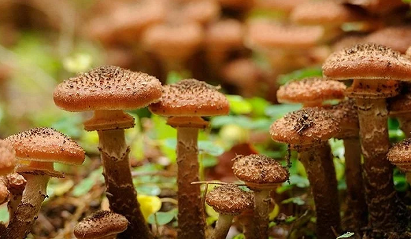 Chưa hết, khi những bộ rễ được kết nối với nhau, bộ gene của nấm mật ong lập tức bị đồng hóa. Nhờ vậy, quần thể nấm Armillaria vẫn được công nhận là một cơ thể duy nhất.