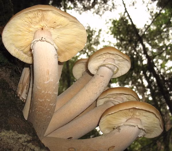 Một mẫu vật 8.500 tuổi của Armillaria ở Oregon, Mỹ có diện tích hơn 9,5km vuông với khối lượng xúc tu thân và rễ ước tính nặng từ 7.500-35.000 tấn.