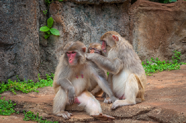 Toàn thân khỉ vàng có màu nâu vàng. Con trưởng thành mặt có màu đỏ. Lông trên đỉnh đầu rất ngắn. Phía sau thân màu nâu nhạt hơn phía trước.