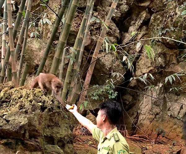 Đàn khỉ vàng này gồm 3 cá thể đực, trong tình trạng khỏe mạnh, linh hoạt, nhanh nhẹn. Chính quyền huyện Lạc Sơn đã tổ chức các hoạt động tuyên truyền và bảo vệ quần thể khỉ vàng và các động vật hoang dã.