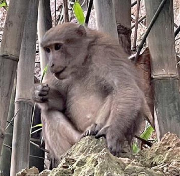 Nhận được tin báo khu vực rừng tự nhiên núi đá thuộc địa bàn huyện Lạc Sơn, tỉnh Hòa Bình xuất hiện một đàn khỉ vàng xuống kiếm ăn, Hạt Kiểm lâm huyện và đại diện địa phương cùng nhiều người dân đã lập đoàn đến kiểm tra.